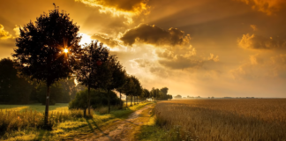 Frank Borell – Natural Beauty