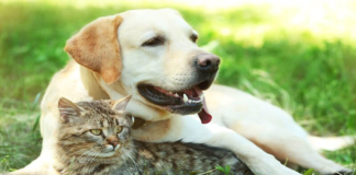 5 hidden dangers summer can pose to pets