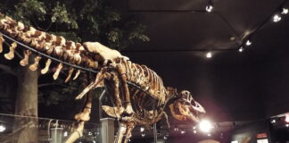 Museum of the Rockies: Bozeman, Montana Museum of the Rockies