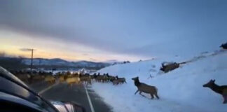 Elk herd on the move Elk