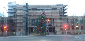 The leaning tree of Great Falls leaning tree