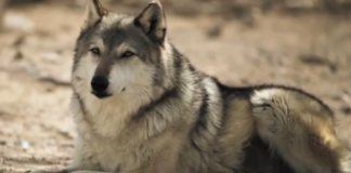 How wolves change rivers wolves