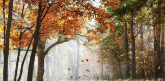 What gives us our fall colors? fall colors