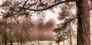 Graveyard shift, saved by the bell, and dead ringer dead ringer