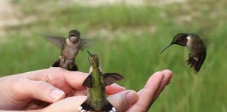 Have you ever hand fed a Hummingbird? Hummingbird