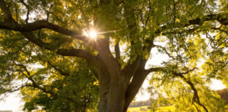 Ryan Farish – Little Ray (featuring Tiff Lacey vocals)