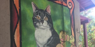 A Cat called Room 8 Room 8