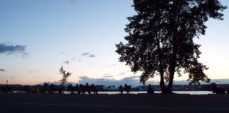 Cookies and Cowpies Visitor Stats Cookies and Cowpies