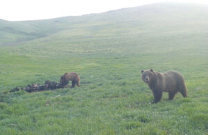 Grizzly Bears - Trail Cam Pic west of Cascade