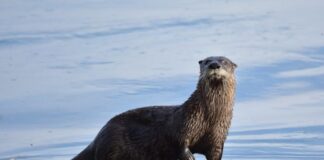 Otters, Beavers, and other things that might go Bump in the woods Otters