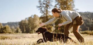 License required for bird dogs using birds not raised in captivity bird dogs
