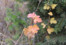 Trying out my new DSLR EOS Rebel T7 18-55mm camera DSLR EOS Rebel