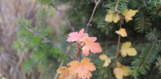 Trying out my new DSLR EOS Rebel T7 18-55mm camera DSLR EOS Rebel