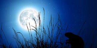 The Beaver Moon – November 25-27, 2023 Beaver Moon