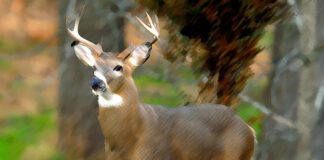 Hunters numbers lower, but good in north-central Montana Hunters