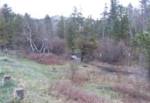 Thain Creek Campground