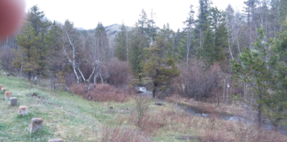 Thain Creek Campground