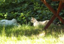 Frito’s Morning Hunt