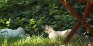 Frito’s Morning Hunt