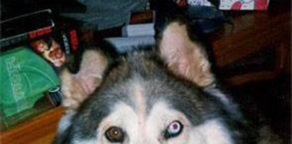 You should be sharing your bedroom with your Dog Dog