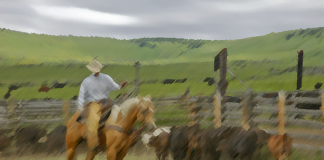 Top 10 Rancher’s famous last words Top 10 Rancher's famous last words