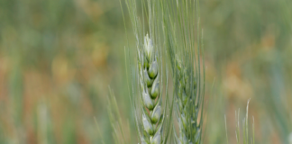 Farmers are turning to an ancient practice to improve Agriculture Farmers