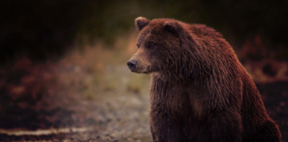 Feds will move grizzly bears into North Cascades grizzly bears