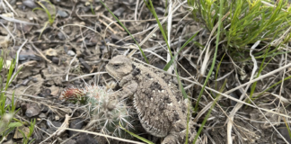 FWP: be on the lookout for greater short-horned lizards this fall greater short-horned lizards