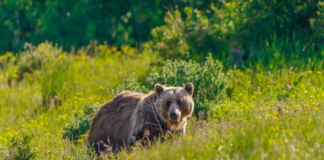Grizzly bears removed for livestock depredations Grizzly bears removed for livestock depredations