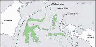 The Wallace Line The Wallace Line