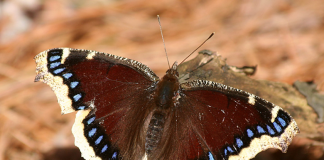 Mourning Cloak Butterfly: The Montana State Insect Mourning Cloak Butterfly: The Montana State Insect