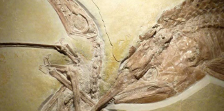 How the Global Flood Preserved History