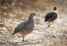 Upland Game Bird and Archery season starts next week Upland Game Bird and Archery season starts next week