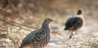 Upland Game Bird and Archery season starts next week Upland Game Bird and Archery season starts next week