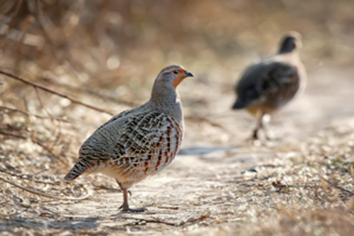 Upland Game Bird and Archery season starts next week