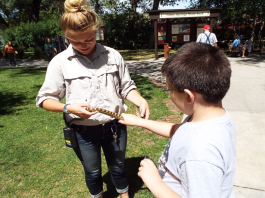 Advertising on Cookies and Cowpies Advertising