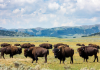 BLM: Proposed Cancellation of American Prairie Bison Permits BLM: Proposed Cancellation of American Prairie Bison Permits