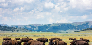 BLM: Proposed Cancellation of American Prairie Bison Permits BLM: Proposed Cancellation of American Prairie Bison Permits