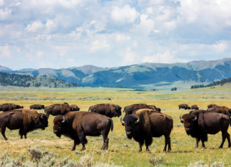 BLM: Proposed Cancellation of American Prairie Bison Permits BLM: Proposed Cancellation of American Prairie Bison Permits