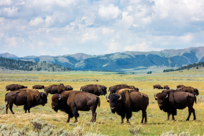bison4 BLM: Proposed Cancellation of American Prairie Bison Permits