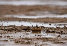 Petrichor: What is it and why does it smell so good? Petrichor