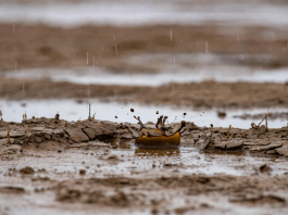 Petrichor: What is it and why does it smell so good? Petrichor