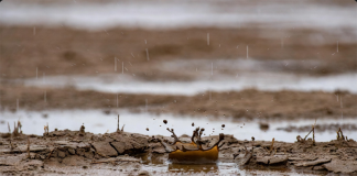 Petrichor: What is it and why does it smell so good? Petrichor