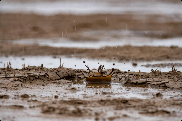 rain Petrichor